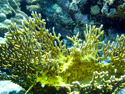 珊瑚礁上的生命珊瑚礁下潜的动物世界图片