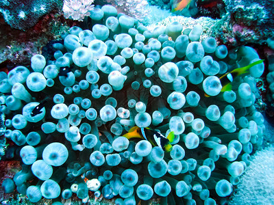 珊瑚礁上的生命珊瑚礁下潜的动物世界图片