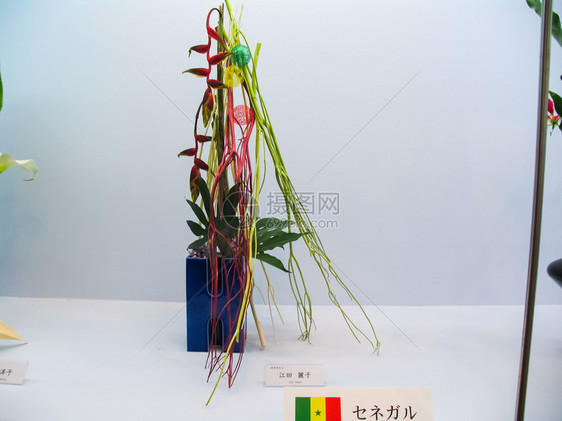 Ikebana锅中的矮树图片