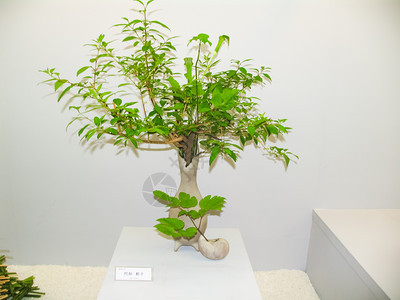 Ikebana锅中的矮树图片