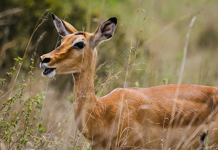 非洲稀树草原上的羚羊自然环境栖息地野生动物非洲稀树草原图片
