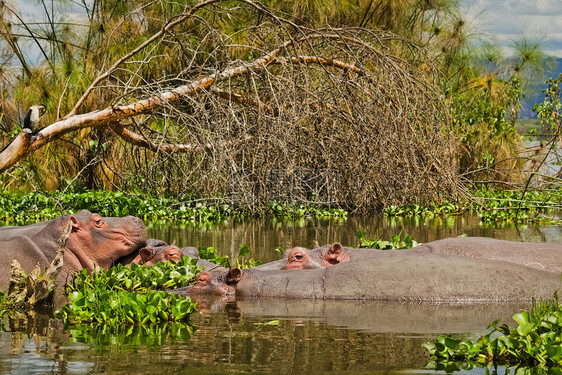 Behemoth非洲动物群的典型代表半水生动物非洲河马野生动物稀树草原图片