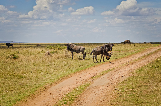 牛头叉尾线虫角马非洲大草原蓝色角马蹄牛头叉尾线虫角马非洲大草原的蹄蓝色w图片