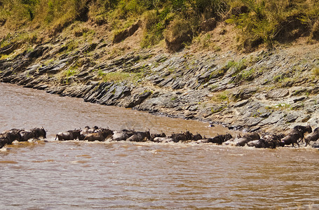 羚羊过河的迁徙牛头叉尾线虫角马非洲大草原的蹄蓝色角马羚羊过河的迁徙牛磺酸图片