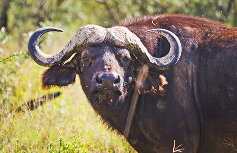 盐角草非洲水牛非洲有蹄动物牛的亲戚有角的野牛非洲水牛非洲有蹄动物牛的亲戚角wi背景