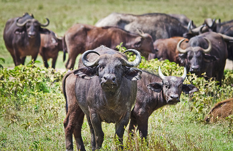 非洲水牛非洲有蹄动物牛的亲戚有角的野牛非洲水牛非洲有蹄动物牛的亲戚角wi图片