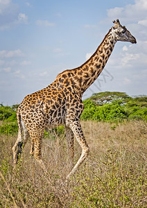 野生长颈动物非洲草原野外世界生动物长颈野生图片
