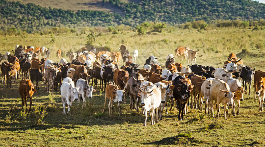 浩大的非洲纳塔尔米德兰牛群图片