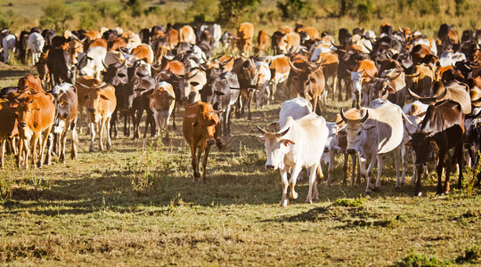 浩大的非洲纳塔尔米德兰牛群图片
