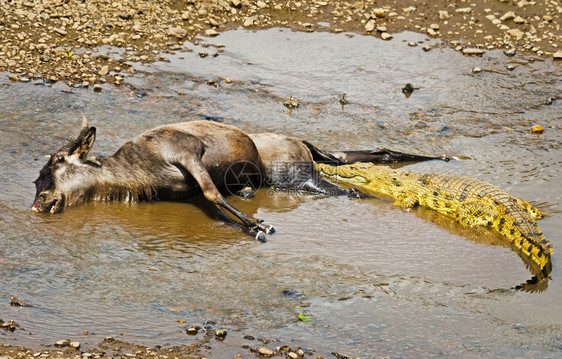 尼罗河鳄食用非洲水库爬虫鳄图片