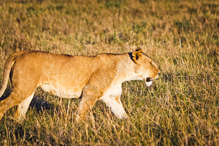 非洲草原上行走的野生狮子图片