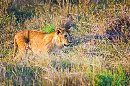 非洲草原的野生狮子掠食动物的野生狮子图片