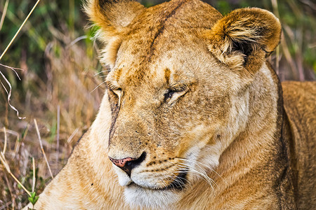 非洲草原上掠食动物的狮子图片