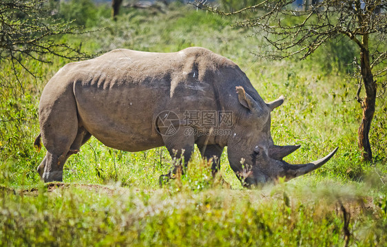 非洲稀树草原上的犀牛图片