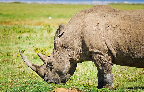 印度犀牛动物群国家的高清图片