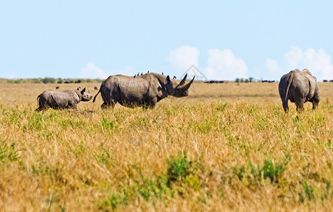 非洲稀树草原上的犀牛非洲稀树草原上的大型食动物非洲稀树草原上的大型食动物图片
