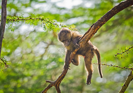 非洲热带草原上的狒狒图片