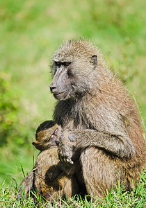 狒狒非洲热带草原绒猴狒狒在它们的自然栖息地狒狒非洲热带草原绒猴狒狒在它们的自然环境中图片