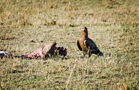 非洲鹰肯雅鸟家族猎物图片