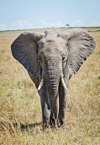 非洲稀树草原的大象乔贝公园高草地的大象非洲稀树草原大象图片