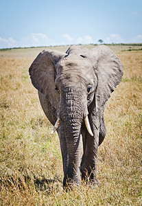非洲稀树草原的大象乔贝公园高草地的大象非洲稀树草原大象图片
