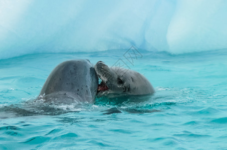 南极洲的海豹在其自然生境中南极海豹在其自然生境中南极海豹在其自然生境中图片