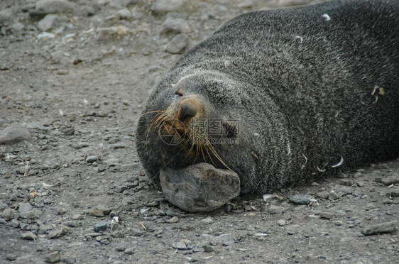海洋豹无刺动物冰冷洋和水的居民图片
