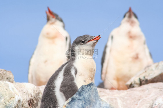 南极的企鹅自然中水禽企鹅图片