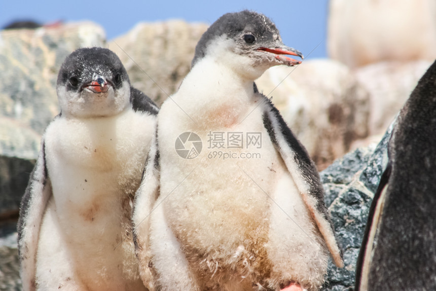 南极的企鹅自然中水禽企鹅图片