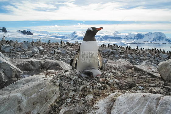 南极洲的企鹅水禽的自然质图片