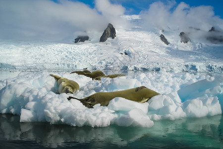 北极熊企鹅南极洲的海豹在其自然生境中南极海豹在其自然生境中南极海豹在其自然生境中背景