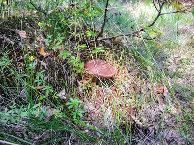 森林蘑菇垃圾中的食用蘑菇森林中的图片