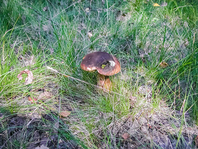 森林蘑菇垃圾中的食用蘑菇森林中的图片