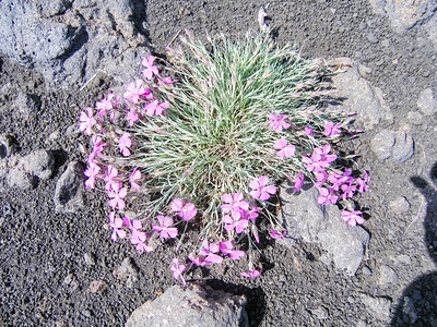 卡姆恰特的花生植物火山土壤上的植物火山土壤上的植物图片