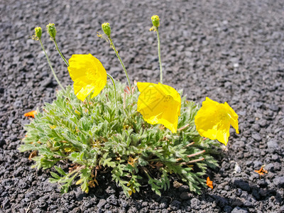 卡姆恰特的花生植物火山土壤上的植物火山土壤上的植物图片