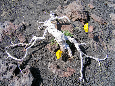 卡姆恰特的花生植物火山土壤上的植物火山土壤上的植物图片