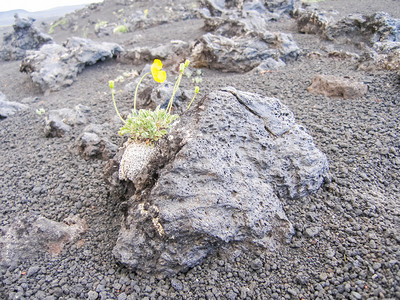 卡姆恰特的花生植物火山土壤上的植物火山土壤上的植物图片