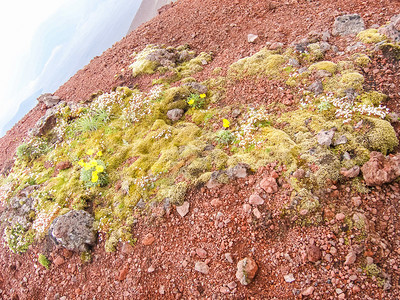 堪察加植物的花朵火山土壤上的植物火山土壤上的植物图片