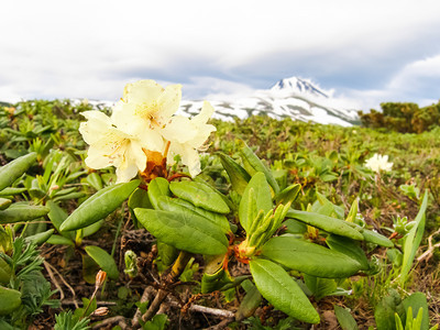 卡姆恰特的花生植物火山土壤上的植物火山土壤上的植物图片