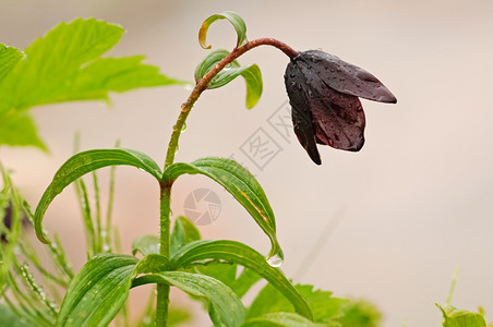 卡姆恰特的花生植物火山土壤上的植物火山土壤上的植物图片