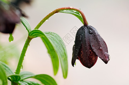 卡姆恰特的花生植物火山土壤上的植物火山土壤上的植物图片