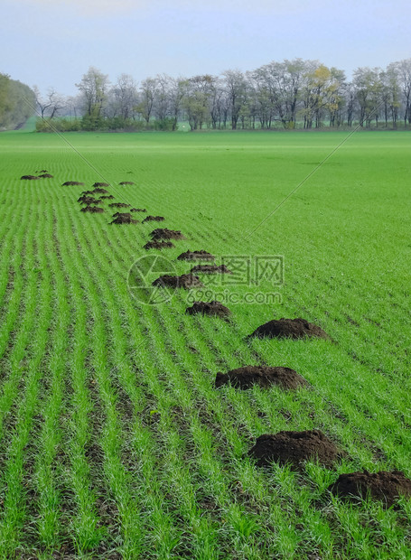 普通的鼠地下农业地下害虫高清图片下载 正版图片 摄图网