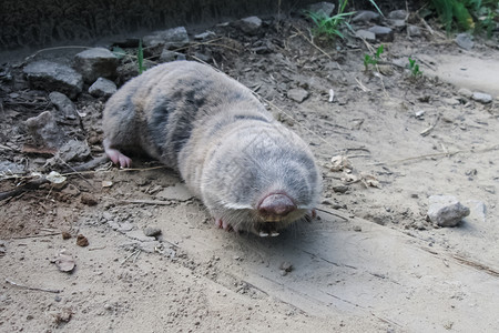普通的鼠地下农业地下害虫图片素材