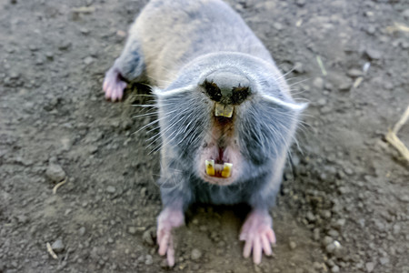 普通的鼠地下农业地下害虫图片素材