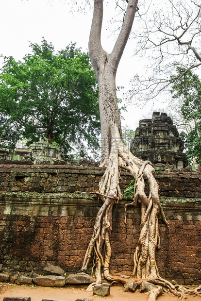 吴哥的废墟上树木丛林来了柬埔寨吴哥的石门暹粒回普的吴哥废墟上树木丛林来了暹粒的吴哥图片