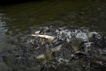 鱼在河水中填满群在河水中填满鱼群图片