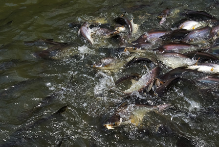 鱼在河水中填满群在河水中填满鱼群图片