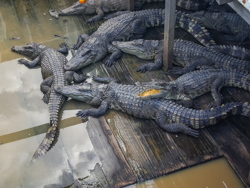 鳄鱼农场里的鳄鱼食肉爬行动物鳄鱼鳄鱼农场里的鳄鱼图片
