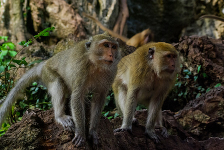 泰国的猴子自然界泰国图片