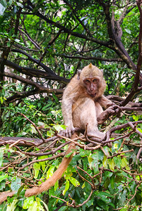 泰国的猴子自然界泰国图片